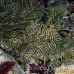 rhinopias_lacy_crci_mb_h_0057_png1840.jpg